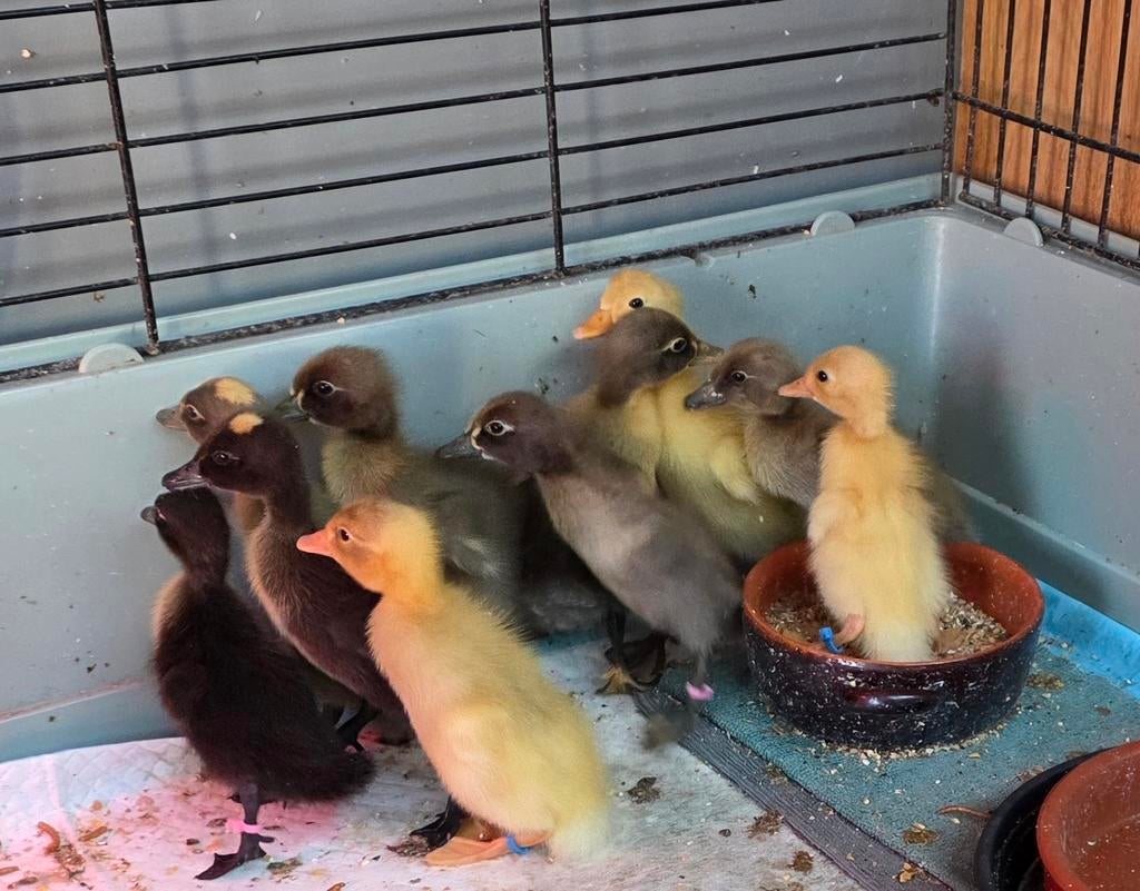 Nog een aantal woerdjes raszuivere Indische loopeenden, Dieren en Toebehoren, Pluimvee, Meerdere dieren