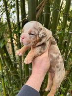 Bullforce Old English Bulldog pup reu mag gelijk mee, Dieren en Toebehoren, Honden | Bulldogs, Pinschers en Molossers, Nederland