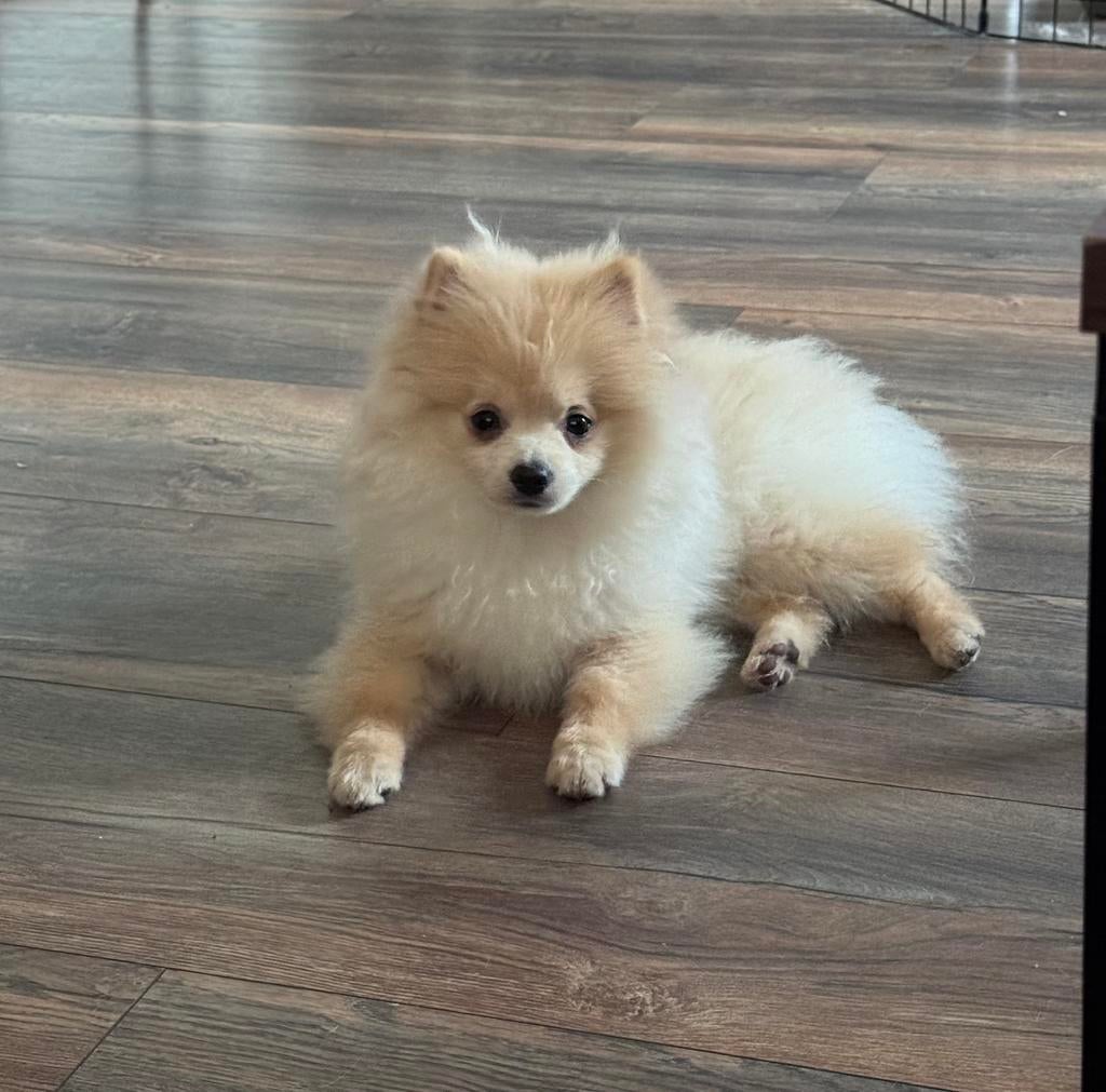 Prachtige pomeriaan pup’s, Dieren en Toebehoren, Parvo, Keeshond, Reu, 8 tot 15 weken