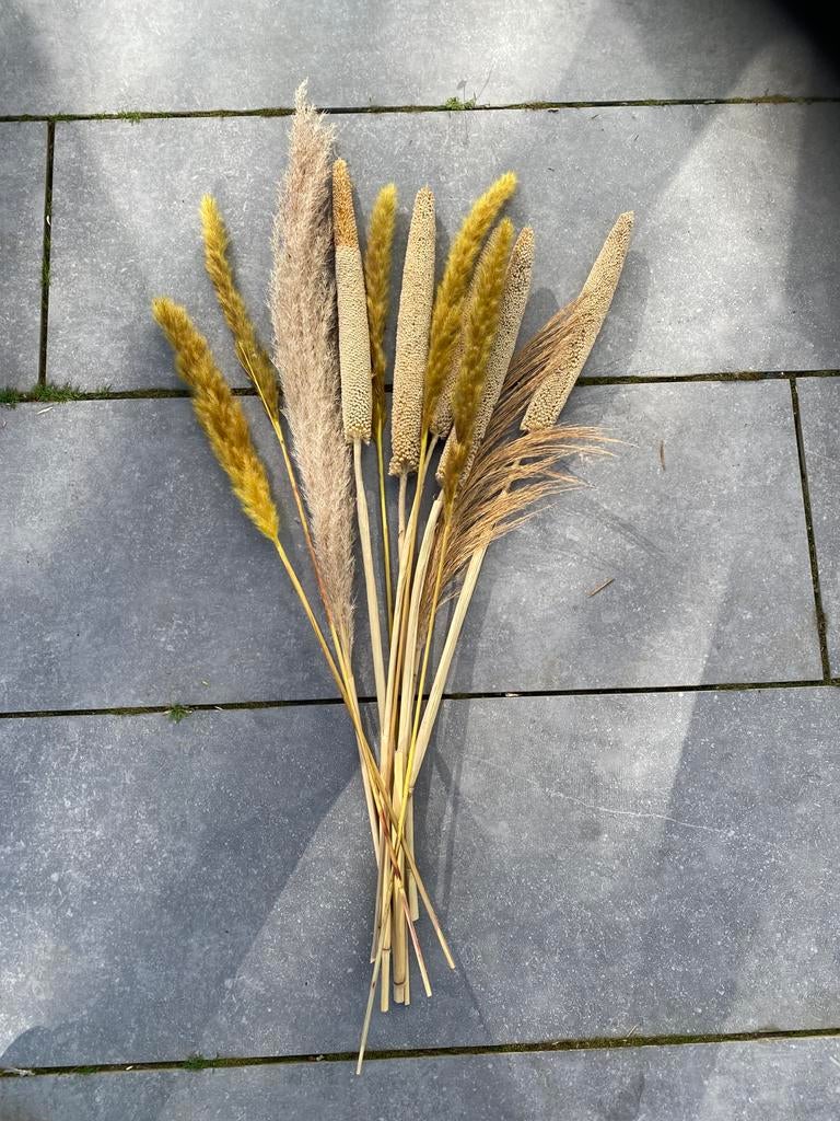 Decoratieve pluimen - Pampasgras en gedroogde bloemen, Ophalen of Verzenden, Zo goed als nieuw