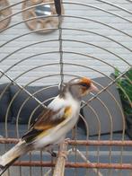 bonte bastaardputter man, Dieren en Toebehoren, Vogels | Kanaries, Mannelijk, Bastaard