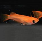 Medaka - Japanse Rijstvis - Panda Orange, Vis