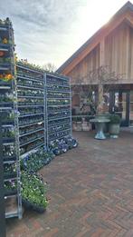 Violen in vele kleuren, Ophalen of Verzenden, Overige soorten, Volle zon