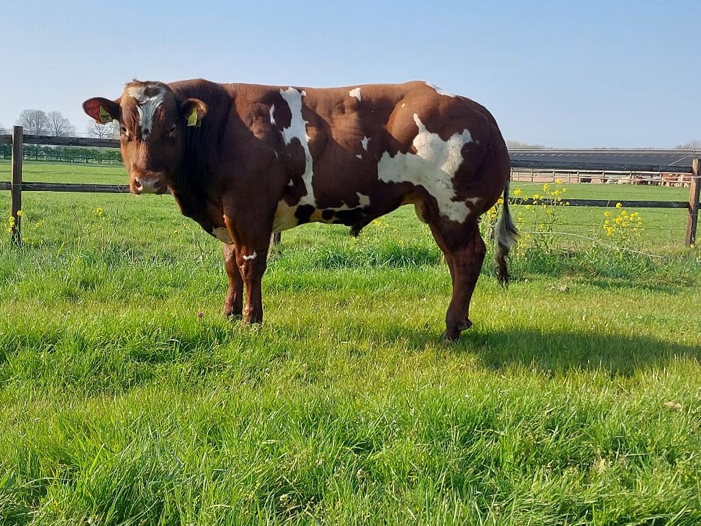Verbeterd roodbont dikbil dekstieren, Dieren en Toebehoren, Runderen, Mannelijk, 0 tot 2 jaar