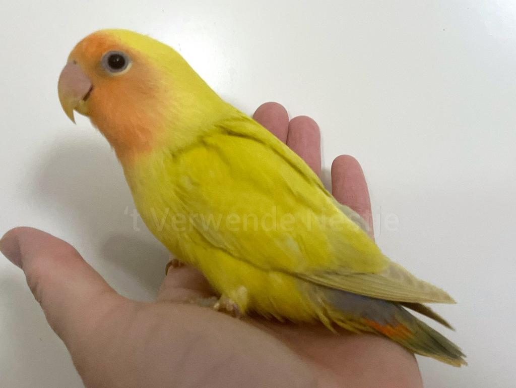 Tam ziektevrij getest Agapornis Roseicollis mannetje, Mannelijk, Dwergpapegaai of Agapornis, Geringd