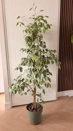 Ficus benjamina Golden King 27cm pot 175cm hoog, Huis en Inrichting, Ophalen, Ficus, Halfschaduw, In pot