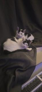 Gouden mandje Europese/Britse korthaar mix, Dieren en Toebehoren, Meerdere dieren, Ontwormd, 0 tot 2 jaar