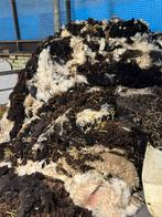 Schapenwol, gratis af te halen, Dieren en Toebehoren, Mannelijk, Geit