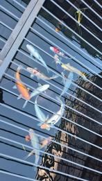 Complete, gezonde koi-groep (12 stuks 40–50 cm) + steur 55 c, Dieren en Toebehoren, Vissen | Vijvervissen, Karper of Koi