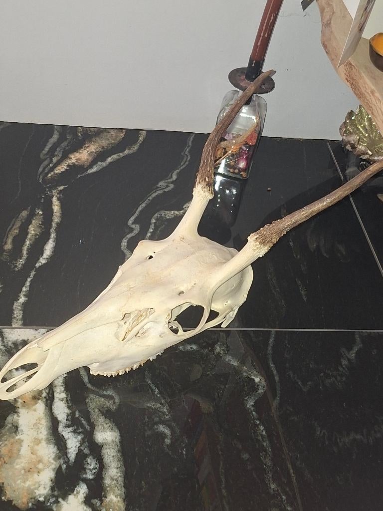 Schedel met gewei ree(bok) of damhert, Ophalen of Verzenden, Zo goed als nieuw, Hert, Gewei of Kop