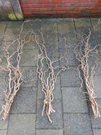 Paastakken krulhazelaar, Ophalen