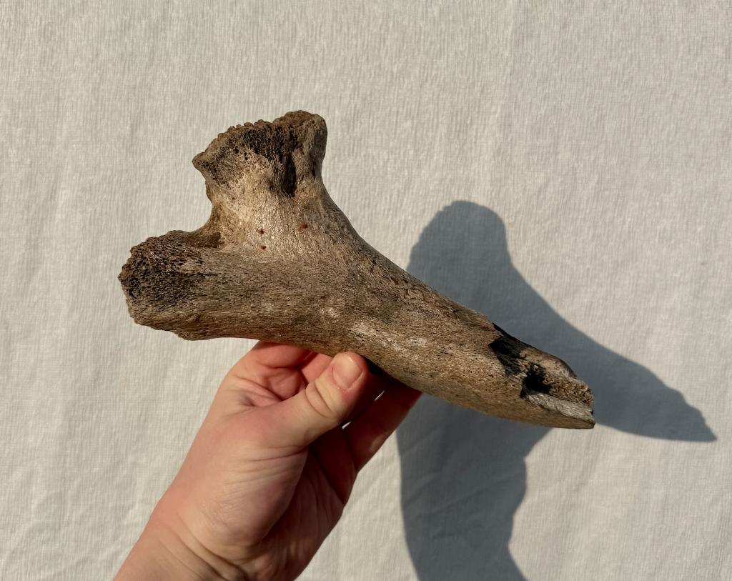 1e Mammoetrib Zandmotor Fossiel, Ophalen of Verzenden, Fossiel