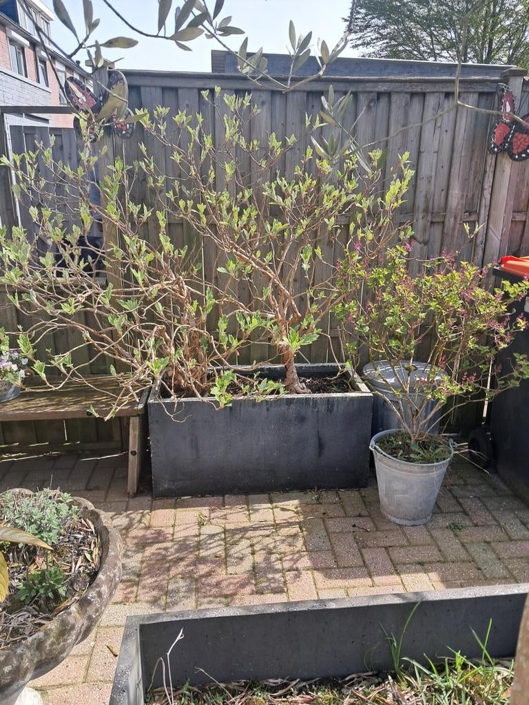 2 eikenblad hortensia's in grote bak, Tuin en Terras, Planten | Tuinplanten, Ophalen