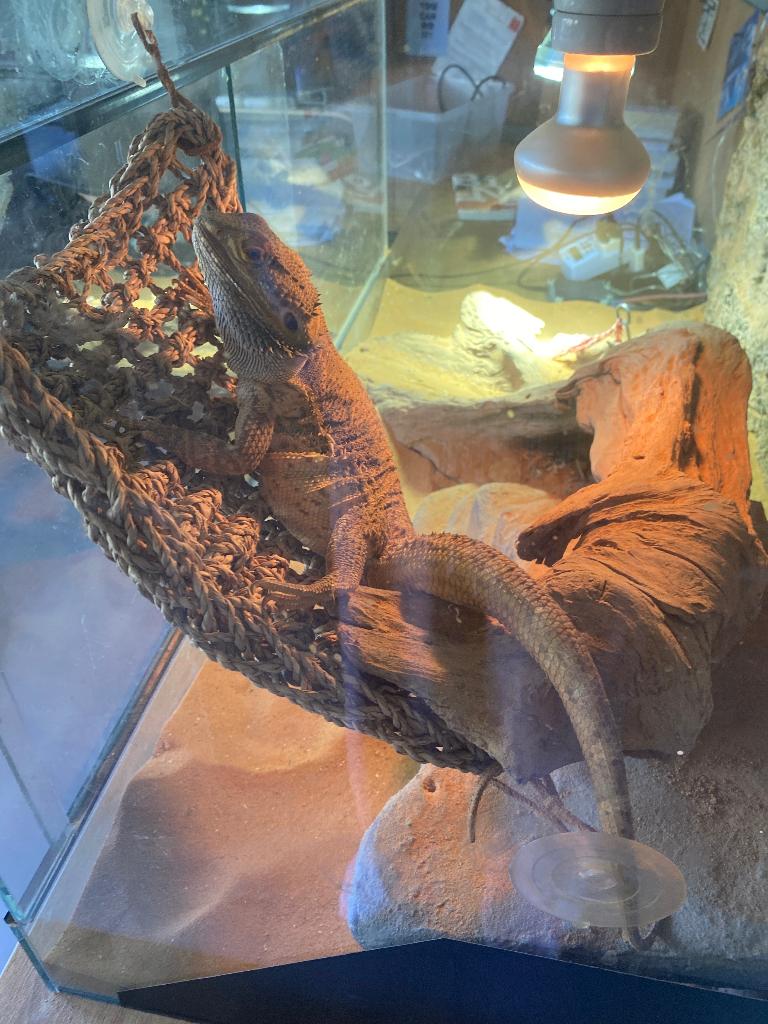 Baardagaam, reptiel met terrarium, Dieren en Toebehoren, Overige soorten, Met terrarium, 7 tot 10 jaar