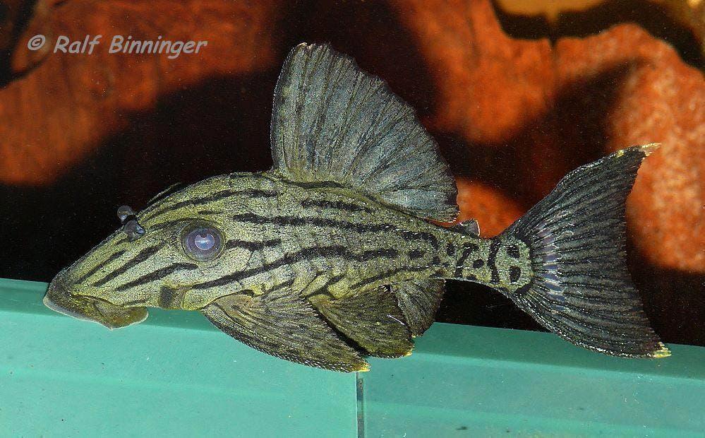 rechtstreeks uit Colombia L nummers, algeneters. import, Dieren en Toebehoren, Vissen | Aquariumvissen, Zoetwatervis, Vis