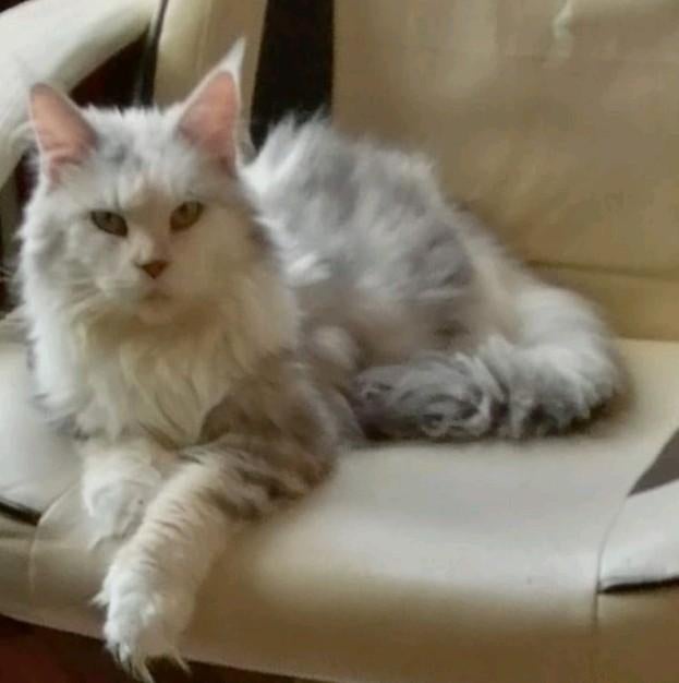 Maine Coon poes herplaatser, Dieren en Toebehoren, Poes, Met stamboom, 6 jaar of ouder