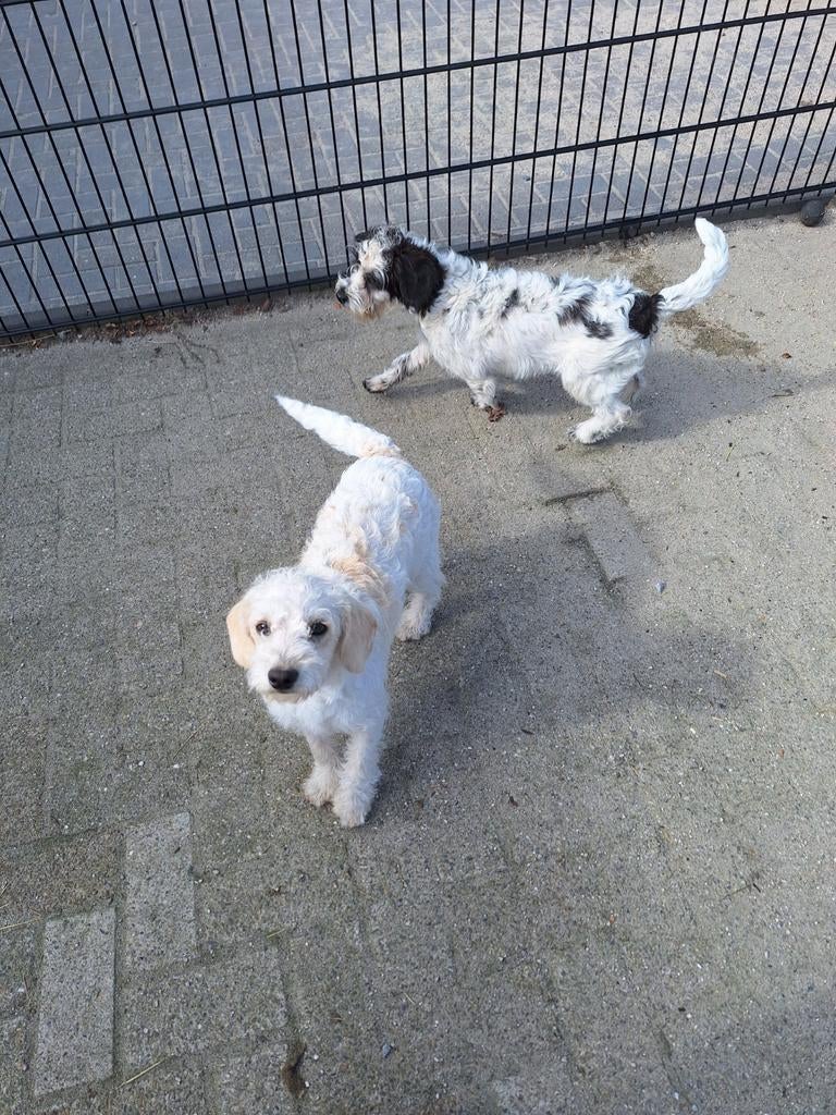 2 maltipoo reutjes, Dieren en Toebehoren, 15 weken tot 1 jaar, Parvo, Meerdere, Nederland