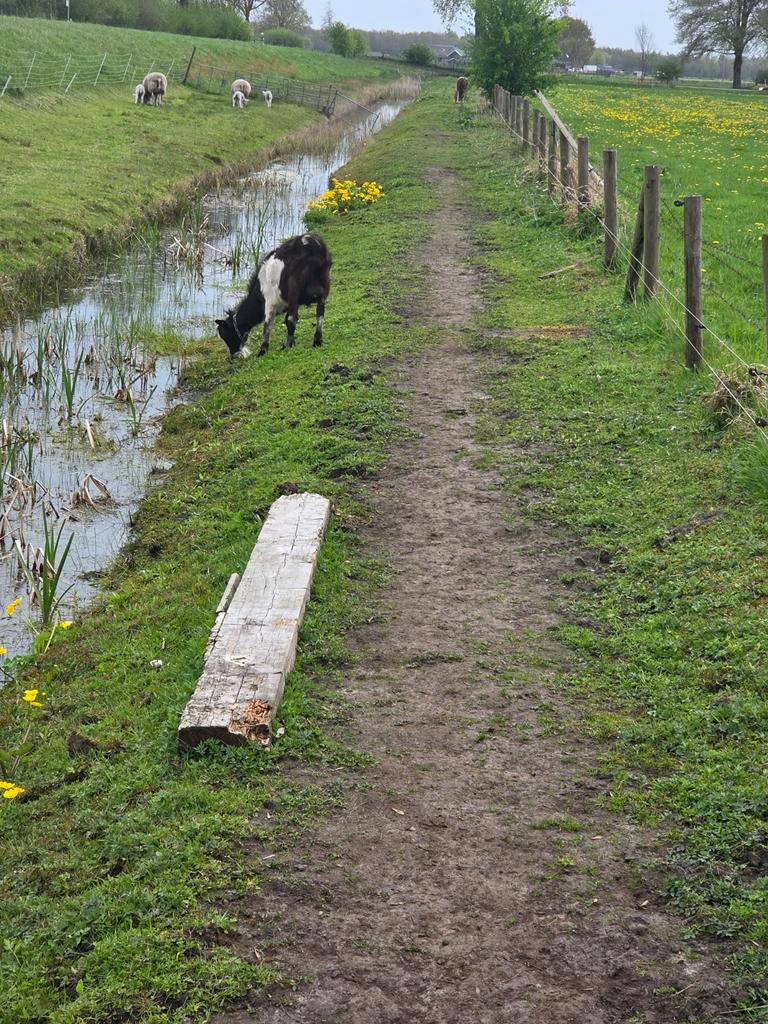 Zwartbonte bok, Mannelijk, Geit