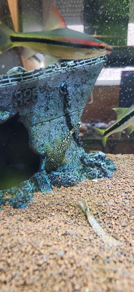 Borstel neus algeneter, Dieren en Toebehoren, Vissen | Aquaria en Toebehoren, Plant(en), Steen of Hout, Ophalen