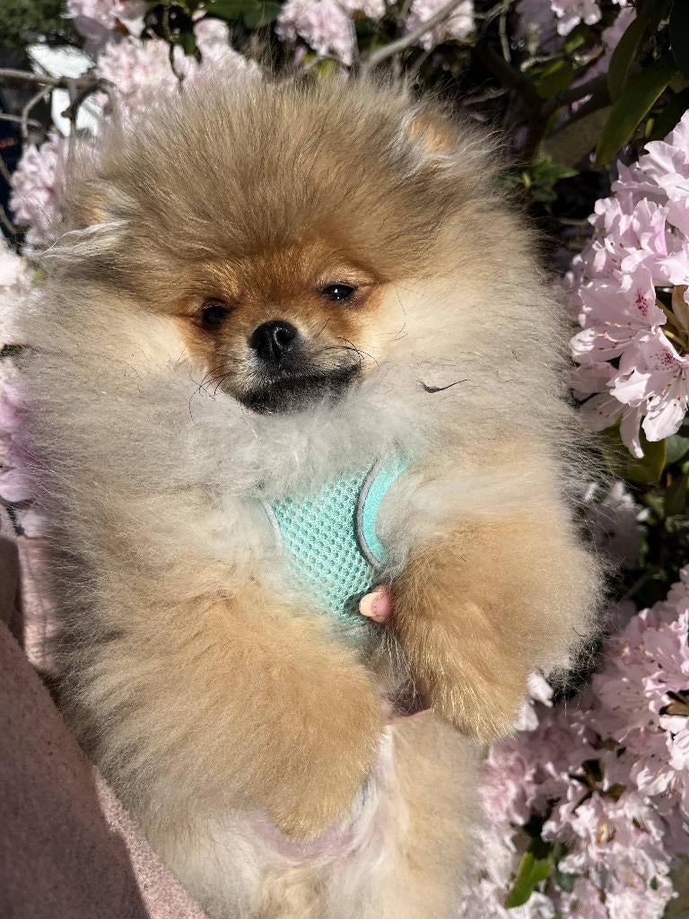 Pomeranians puppies, Dieren en Toebehoren, Honden | Niet-rashonden, 15 weken tot 1 jaar, Meerdere, Meerdere dieren, Klein