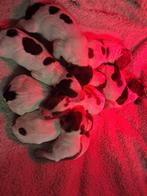 Engelse spaniel  springer pups met stamboom, Dieren en Toebehoren, Parvo, 8 tot 15 weken, Meerdere, Meerdere dieren