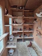 Nederlandse Hoogvliegers, vliegtype, Meerdere dieren, Overige soorten