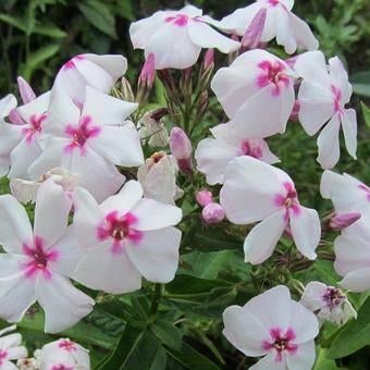 phlox paniculata vlambloem, vaste plant, bodembedekker, Tuin en Terras, Ophalen, Vaste plant, Bodembedekkers, Halfschaduw