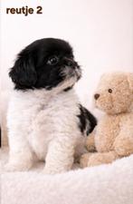 Super mooie gezonde boomer pups. Shih tzu maal Maltezer, Parvo, Overige rassen, 8 tot 15 weken, Meerdere