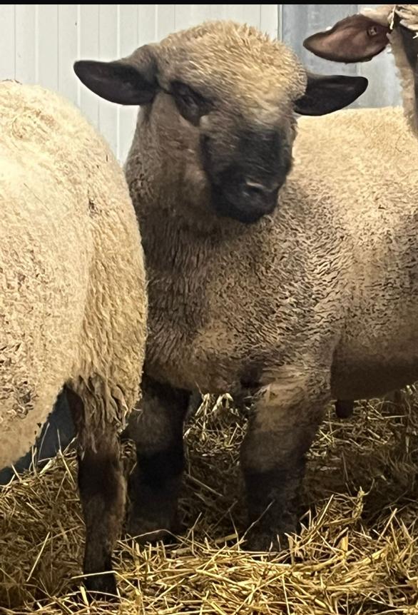 Hampshire down stamboek ramlam, Dieren en Toebehoren, Mannelijk, Schaap, 0 tot 2 jaar