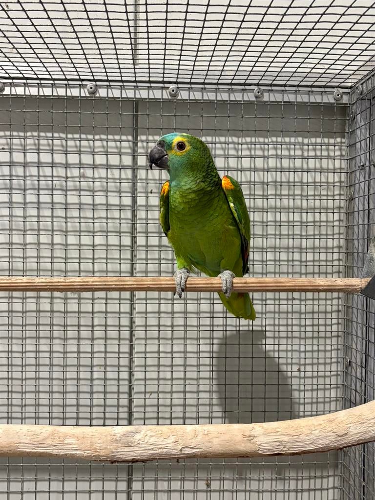 Blauwvoorhoofd amazone pop., Dieren en Toebehoren, Vogels | Parkieten en Papegaaien, Vrouwelijk, Papegaai, Geringd
