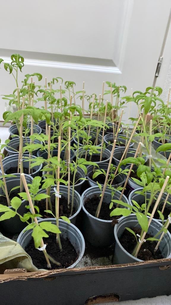 Tomatenplantjes  ( saint pierre ), Ophalen, Eenjarig, Groenteplanten, Volle zon