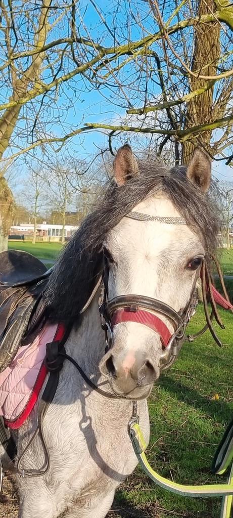 Dit WEEKEND = € 2500 🐣🐰Leuke welsh pony!, Dieren en Toebehoren, Pony's, Merrie, 3 tot 6 jaar
