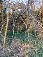 Ulmus Camperdownii treuriep, Tuin en Terras, Planten | Bomen, Ophalen, Volle zon, Treurboom, 100 tot 250 cm