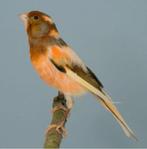 Inkoop / verkoop div soorten vogels, Dieren en Toebehoren, Vogels | Kanaries, Meerdere dieren, Kleurkanarie