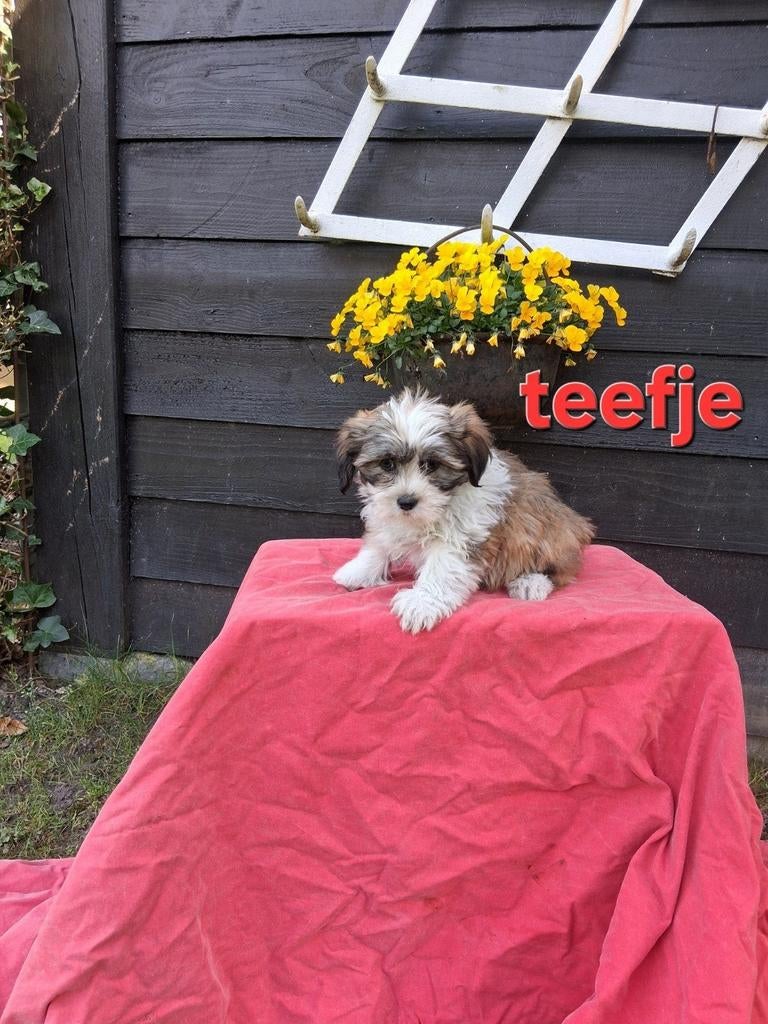 Te koop mooie speelse kleinblijvende boomerpups, Dieren en Toebehoren, Honden | Chihuahua's en Gezelschapshonden, Parvo, Overige rassen