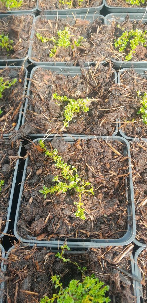 Kruiptijm planten vanaf 0.85 euro per stuk, Tuin en Terras, Planten | Tuinplanten, Overige soorten, Volle zon, Ophalen of Verzenden