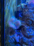 Mooi stuk koraal leder duivelklauw, Overige typen