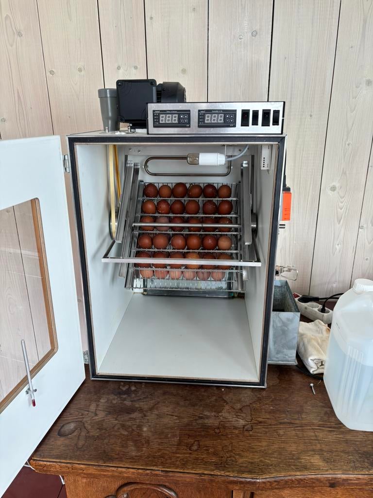 Broedservice!, Meerdere dieren, Kip