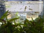 Visjes: mini baby guppen, Dieren en Toebehoren, Vis