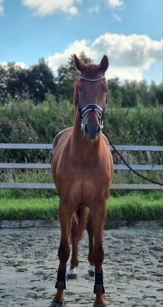 Prachtige 4 jarige merrie!, Dieren en Toebehoren, Merrie, Met stamboom, Dressuurpaard, Zadelmak