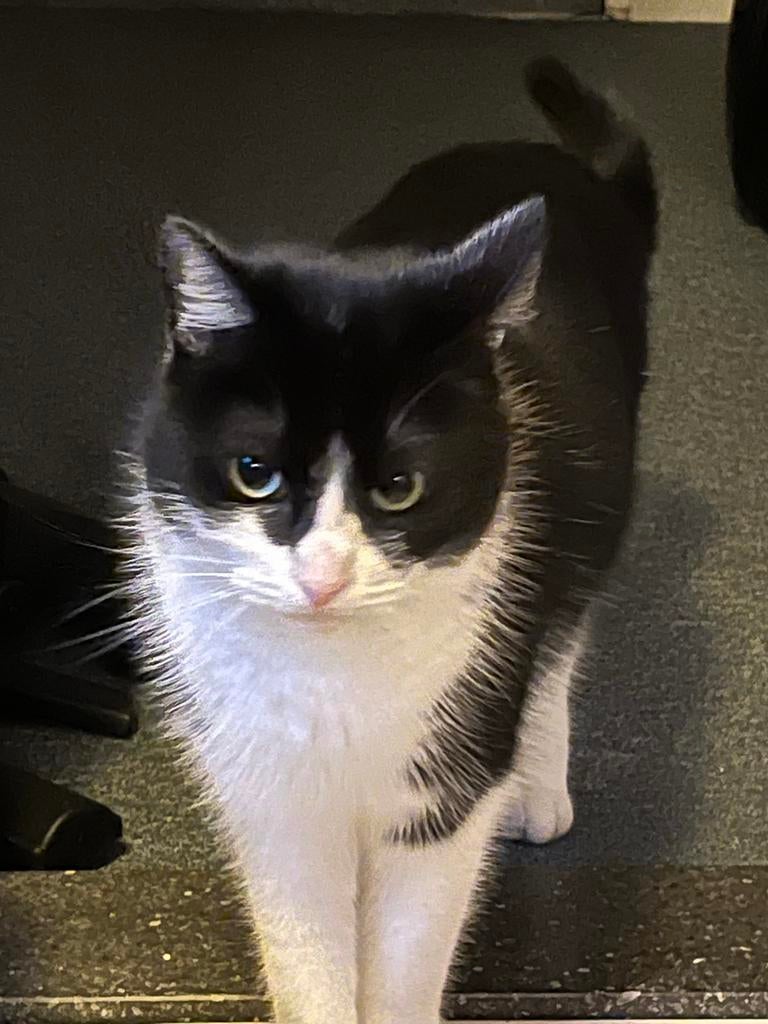 Kater gecastreerd, Dieren en Toebehoren, Kater