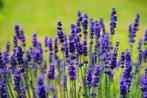 Lavendel planten, Tuin en Terras, Planten | Tuinplanten, Volle zon, Vaste plant, Zomer, Ophalen