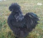 Gezocht usa zijdehoender haan, Dieren en Toebehoren, Pluimvee, Mannelijk, Kip