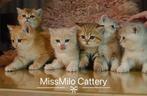 Kittens British shorthair / Britse Korthaar cartoon cats, Dieren en Toebehoren, Meerdere dieren, Gechipt, 0 tot 2 jaar