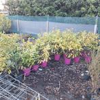 30 laurier voor weinig, Ophalen, Laurier, Struik, Minder dan 100 cm