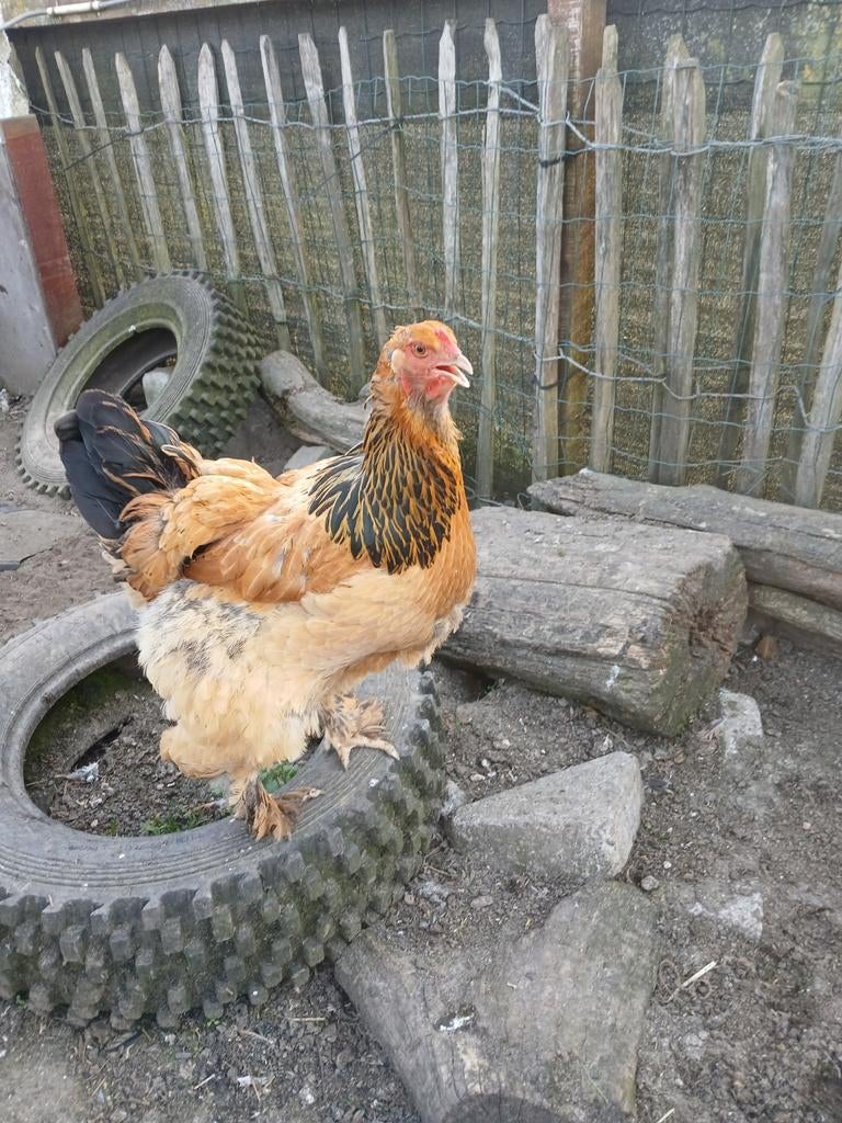 Gratis af te halen 2 Bramaha hanen, Dieren en Toebehoren, Pluimvee, Mannelijk, Kip