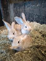 Jonge vlaamse reuzen, Dieren en Toebehoren, Konijnen, Mannelijk, Groot, 0 tot 2 jaar