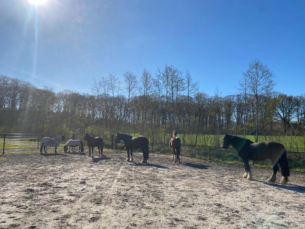 Pensionstalling heeft ruimte, prive, uitstekende facilliteit, Dieren en Toebehoren, Weidegang, 4 paarden of pony's of meer