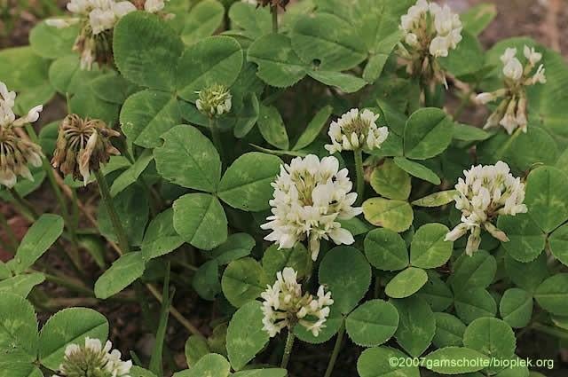 Uit de biologische moestuin: Klaver, wit, plantjes, Bodembedekkers, Volle zon, Vaste plant, Ophalen of Verzenden