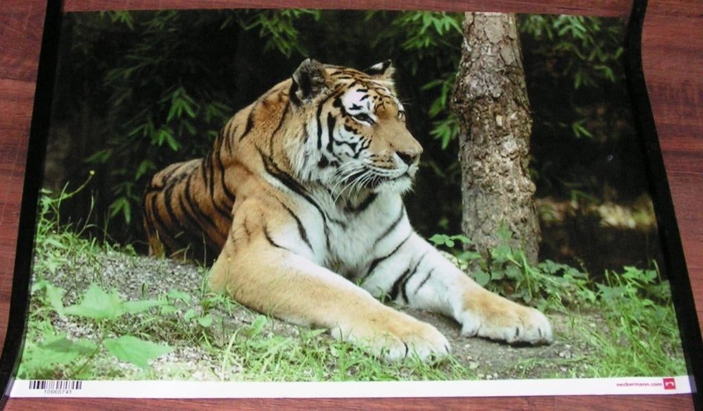 Prachtige Foto van een Tijger, Huis en Inrichting, Woonaccessoires | Schilderijen, Tekeningen en Foto's, Zo goed als nieuw, Foto of Poster